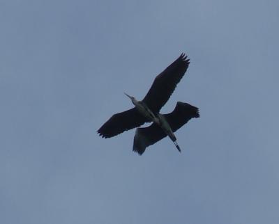 Прикрепленное изображение: 503-4.jpg